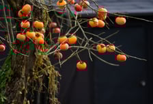 감 따다 추락한 아파트 직원, 척추 골절…지시한 관리소장 죗값은