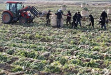'역대 최대' 외국인 계절근로자 9.3만명 배정…농업 인력 확대