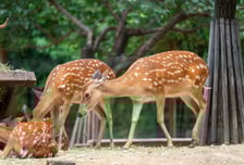 늑구맘이어 사슴맘 등장…"탈출한 순간 '우리의 동물'이 됐다"