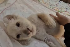 사랑받던 아기 백사자 '보문이', 생후 7개월 만에 하늘나라로