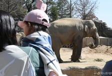 "사냥 트로피 수집하더니"…미국인 백만장자 코끼리에 깔려 사망