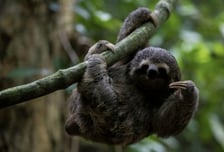 "나무늘보 세상"이라더니…난방도 안 되는 창고에 방치돼 집단폐사