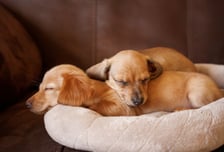 6개월 강아지 목 19초간 누른 60대, "훈육" 주장…2심도 벌금형