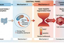 "GLP-1 비만약 투여→ 대사 불균형→부작용" 새 관점 논문 나왔다