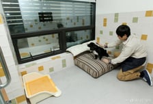 연휴 반려동물 호텔 사고, 배상받을 수 있을까…"핵심은 관리 소홀 입증"