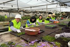 "조금이나마 보탬 되길"...NH농협은행, 화훼농가 일손돕기 진행