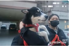 "매일 비명소리" 경찰 오면 이불 씌우고 또 때렸다...강아지 구조현장