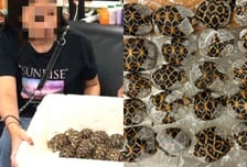 옷 안에 '멸종위기' 거북이 30마리 숨긴 10대…비행기 탑승 직전 덜미