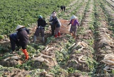 농번기 일손 부족 막는다…외국인력 10만4000명 배정