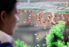 반려 관상어를 아시나요?…해수부, 육성산업 2030년까지 5천억원 확대