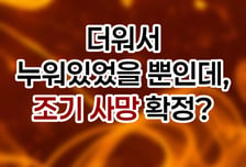 [곰국툰] 덥다고 누워만 있었더니 조기 사망?