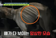 갈비뼈 앙상한 반려견...분변·사체 가득, 참혹한 임시보호