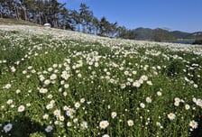 신안 장산도에 하얀 눈꽃 내려앉아