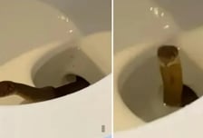 호텔 변기서 검은 물체 '꿈틀'…코끼리도 죽이는 킹코브라였다[영상]