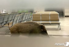 멧돼지 도심 출몰 차단 총력…서울시, 개체수·이동경로 관리 강화