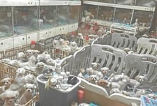 1400마리 개 몰아넣고, 어미 배 가르기도…잔혹한 번식장