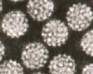 "어린 애만 맞는 거 아냐?" 중년 남녀, HPV 백신 접종 득실 따져보니… [한 장으로 보는 건강]