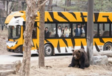 에버랜드, 새 단장 '사파리월드' 두 달여 만에 32만명 찾았다