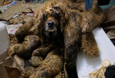 "7kg 오물 범벅, 처참한 상태" 방치된 개, 간암까지...견주 연락두절