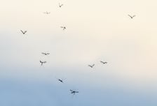 "우리 집 마당에?" 주민 걱정에도 '고자 모기' 푼다...구글의 실험