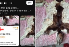 당근에 올라온 "천연 곰 가죽 팔아요"…"다시 보니 개 가죽" 충격