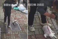 [영상] 짐짝처럼 질질, 나뭇가지로 머리 퍽…CCTV 속 반려견 학대 '충격'