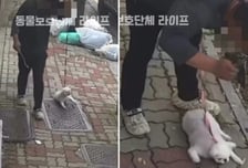 "고집부려서"…반려견 질질 끌고 나뭇가지로 때린 40대 검거[영상]