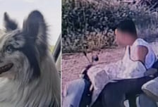 팔로워 150만 스타견, 4만원에 팔려 '식용 도살'..."법적 문제없다" 뻔뻔
