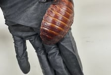 "손바닥 크기 바퀴벌레 10만 마리 우르르"...밀수 풀렸으면 '끔찍'