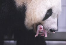 "푸바오 동생 태어났다"…에버랜드서 171g 아기 판다 출생