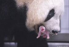 푸바오 가족 '막둥이' 태어났다
