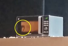 살아있는 문어 전자레인지에...국제무용제 '동물학대' 논란