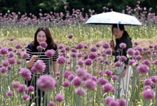 [사진] 보랏빛 코끼리마늘꽃 일렁
