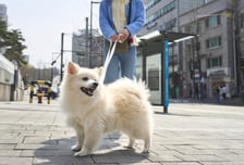 출근 전 '강아지 산책' 요구한 사장님, 갑질?…"당장 해" 반응 쏟아진 이유