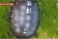 "거북이 등에 저게 뭐야?" 페인트로 소원...생태계 교란종 풀어놨다
