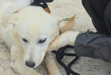 죽는 줄도 모르고 뽀뽀, 3일 후엔 안락사…"사지 말고 입양해주세요"