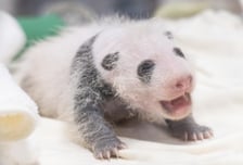 3주 만에 몸무게 4배 '쑥쑥'…에버랜드 '막둥이' 아기 판다 공개