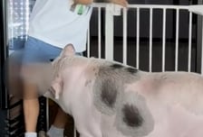 펫카페 돼지에 물려 반깁스, 30만원 달랬더니…"아들 팔아 빌딩 사냐"