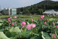 "연꽃의 계절 왔다"…시흥시 연꽃테마파크, 여름 절경·형형색색 향연