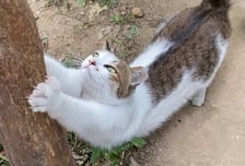 "캣맘 임명합니다"…한겨울 냥이 내쫓던 그 아파트, 이유 있는 변신