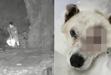 1마리 폐사·1마리 안구적출…식당 반려견에 비비탄 난사, 징역형 구형