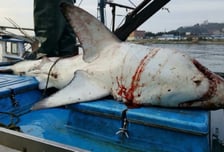 "동해 해수욕장 백상아리 비상?"...참치 10배 늘어 '뜻밖의 불청객'