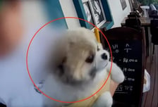 달려든 개 항의하자 "우리 개는 안 물어" 욕설...얼굴에 들이밀며 위협도