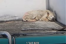 13년간 옥상에 갇혔던 '만복이'…잔디를 밟았다