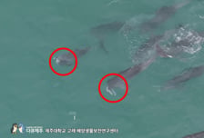 "제발, 숨 쉬어" 죽은 새끼 끝내 놓지 못한 어미 돌고래...제주도서 포착