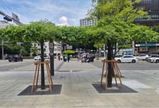 마포구, 신촌로터리에 '다시 그늘목 1호' 식재…그늘 조성사업 재개