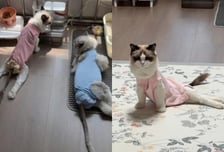 "고양이 수천마리, 다리 마비"...절반 이상 '이 고급사료' 먹었다