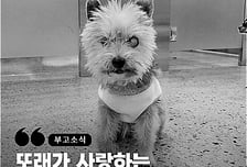 죽은 친구 핥다 구조된…노견 '또래'의 장례식