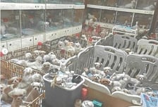 살아있는 '어미 개' 배 갈라 새끼 꺼냈다...1400마리 '지옥의 번식장'