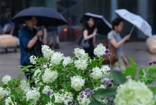 [내일 날씨]토요일 전국 '물폭탄' 예고…최대 250㎜ 이상 폭우